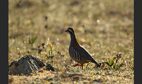 Rothuhn (Alectoris rufa)