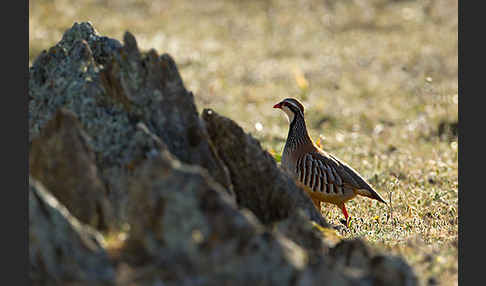 Rothuhn (Alectoris rufa)