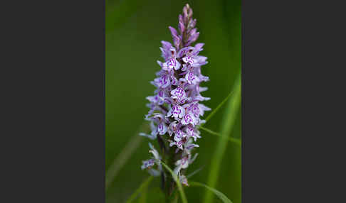 Fuchs Knabenkraut (Dactylorhiza fuchsii)