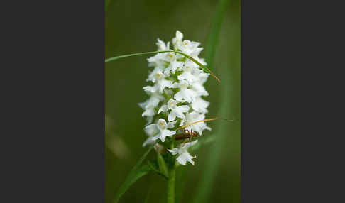 Fuchs Knabenkraut (Dactylorhiza fuchsii)