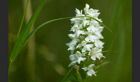 Fuchs Knabenkraut (Dactylorhiza fuchsii)