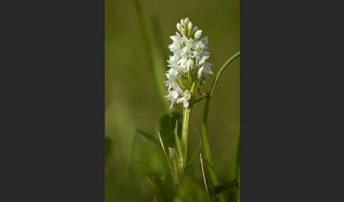 Fuchs Knabenkraut (Dactylorhiza fuchsii)