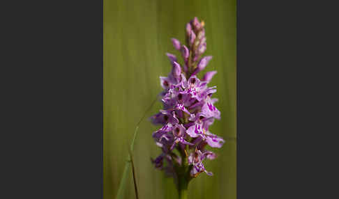 Fuchs Knabenkraut (Dactylorhiza fuchsii)