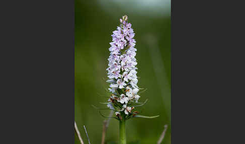 Fuchs Knabenkraut (Dactylorhiza fuchsii)