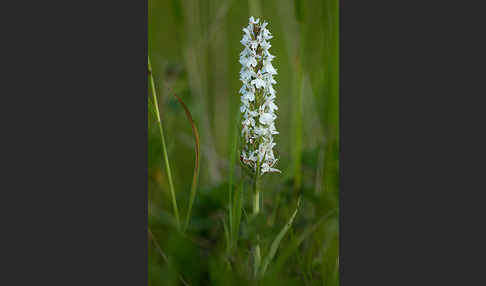 Fuchs Knabenkraut (Dactylorhiza fuchsii)