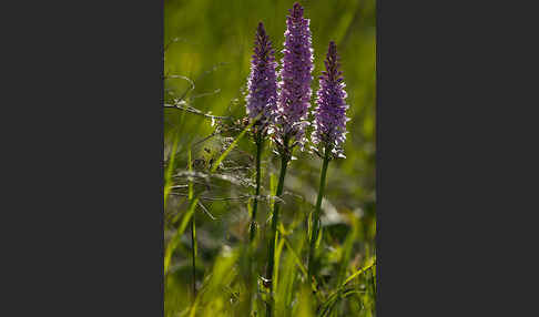 Fuchs Knabenkraut (Dactylorhiza fuchsii)