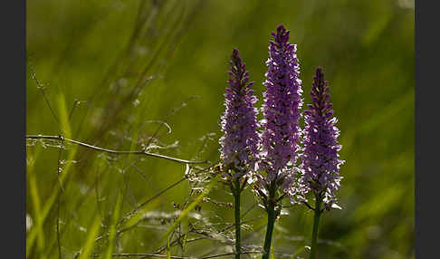 Fuchs Knabenkraut (Dactylorhiza fuchsii)