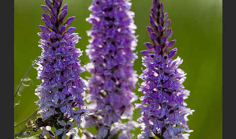 Fuchs Knabenkraut (Dactylorhiza fuchsii)