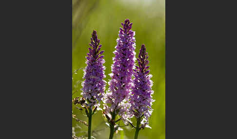 Fuchs Knabenkraut (Dactylorhiza fuchsii)