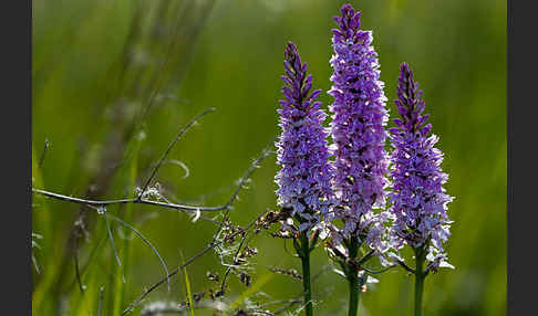 Fuchs Knabenkraut (Dactylorhiza fuchsii)