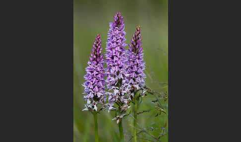 Fuchs Knabenkraut (Dactylorhiza fuchsii)