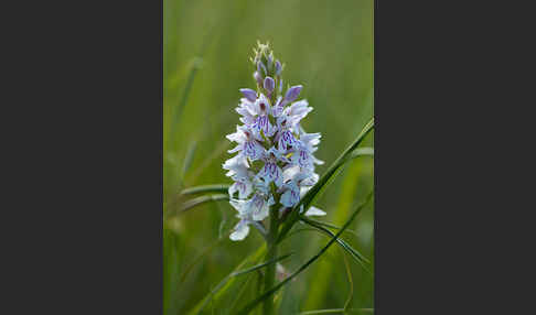 Fuchs Knabenkraut (Dactylorhiza fuchsii)