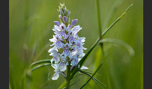 Fuchs Knabenkraut (Dactylorhiza fuchsii)