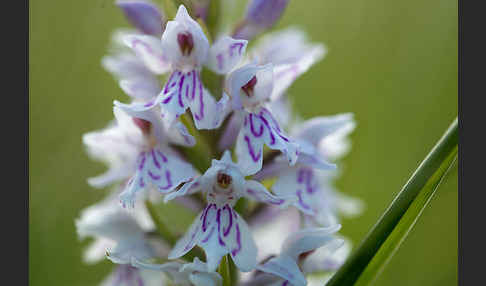 Fuchs Knabenkraut (Dactylorhiza fuchsii)