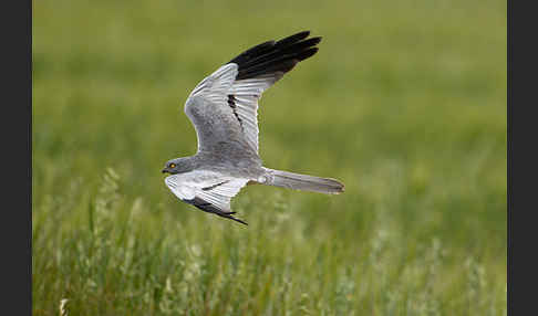Wiesenweihe (Circus pygargus)