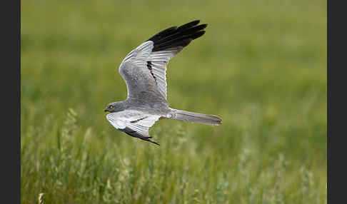 Wiesenweihe (Circus pygargus)