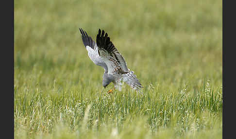 Wiesenweihe (Circus pygargus)