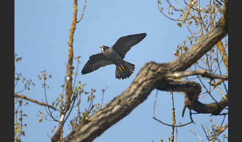 Wanderfalke (Falco peregrinus)