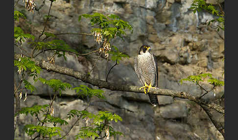 Wanderfalke (Falco peregrinus)