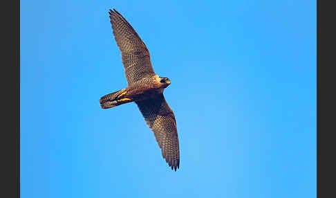 Wanderfalke (Falco peregrinus)