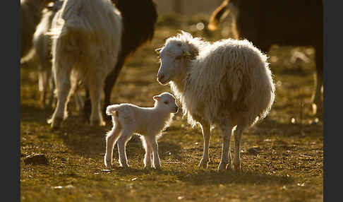 Hausschaf (Ovis gmelini aries)