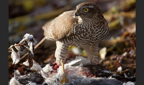 Sperber (Accipiter nisus)