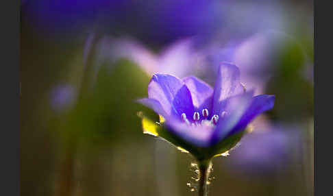 Transsylvanisches Leberblümchen (Hepatica transsylvanica)