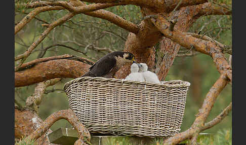 Wanderfalke (Falco peregrinus)