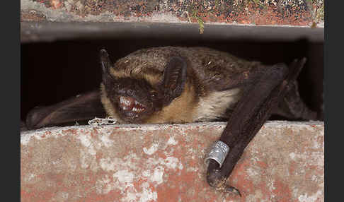 Zweifarbfledermaus (Vespertilio murinus)