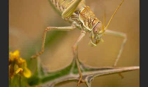 Sattelschrecke spec. (Steropleurus brunneri)