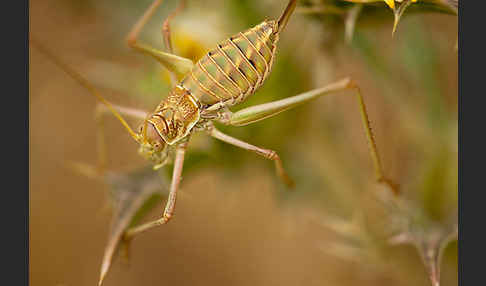 Sattelschrecke spec. (Steropleurus brunneri)