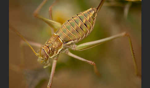 Sattelschrecke spec. (Steropleurus brunneri)