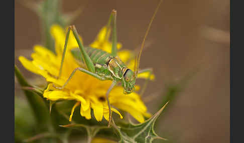 Sattelschrecke spec. (Steropleurus brunneri)