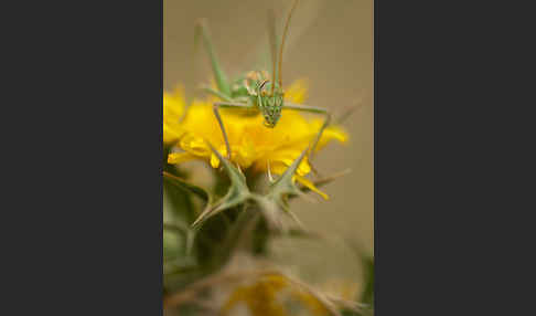 Sattelschrecke spec. (Steropleurus brunneri)