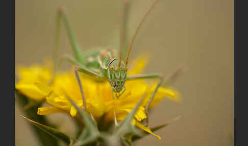 Sattelschrecke spec. (Steropleurus brunneri)