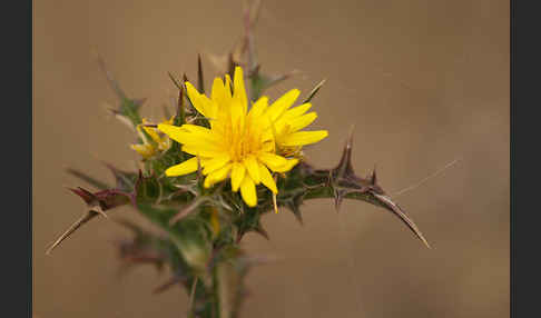 Spanische Golddistel (Scolymus hispanicus)