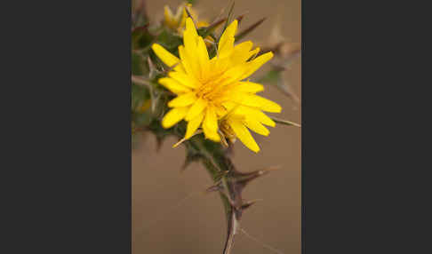 Spanische Golddistel (Scolymus hispanicus)