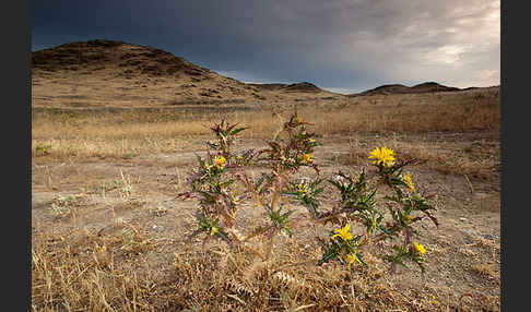 Spanische Golddistel (Scolymus hispanicus)