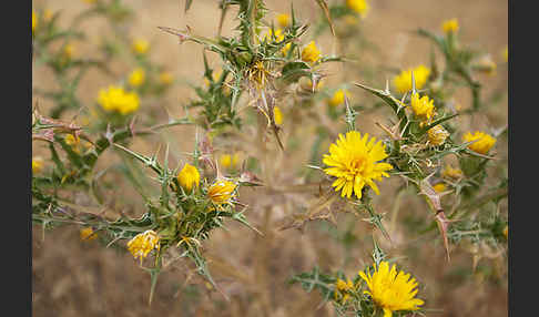 Spanische Golddistel (Scolymus hispanicus)