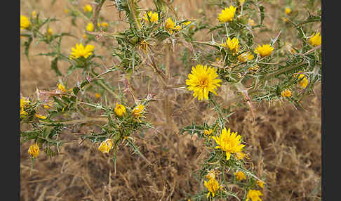 Spanische Golddistel (Scolymus hispanicus)