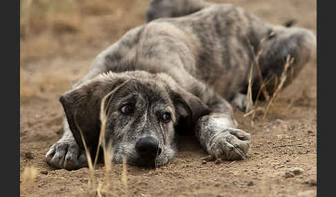 Haushund (Canis lupus familiaris)