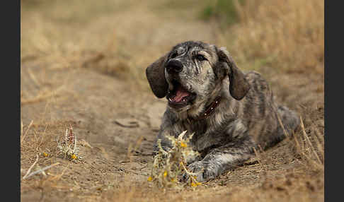 Haushund (Canis lupus familiaris)