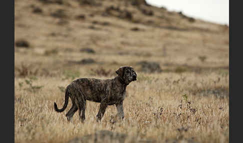 Haushund (Canis lupus familiaris)