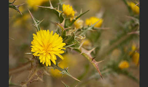 Spanische Golddistel (Scolymus hispanicus)