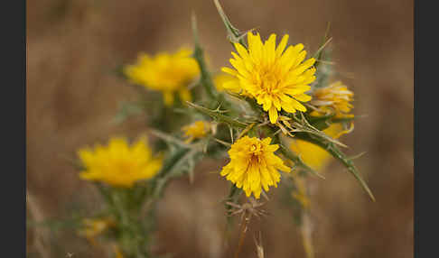 Spanische Golddistel (Scolymus hispanicus)