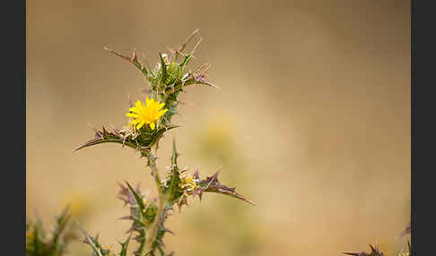 Spanische Golddistel (Scolymus hispanicus)