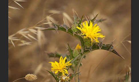 Spanische Golddistel (Scolymus hispanicus)