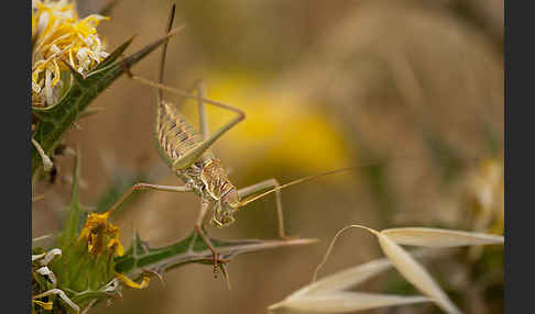 Sattelschrecke spec. (Steropleurus brunneri)