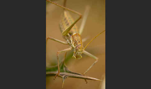 Sattelschrecke spec. (Steropleurus brunneri)