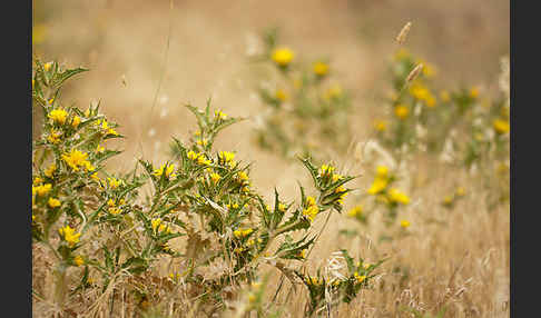 Spanische Golddistel (Scolymus hispanicus)